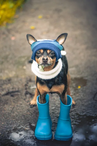 Konzept von Herbst und Regen, lustiger Hund mit blauem Hut und Gummistiefeln — Stockfoto