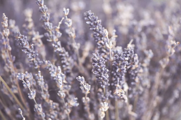 Delicate floral background close-up, lavender flowers toned phot