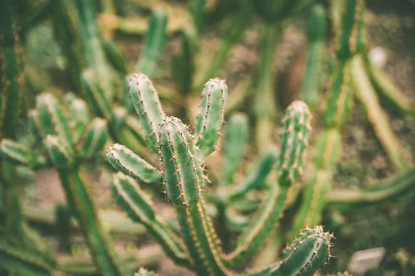 Exotic cactus background yellow  tone tropical pattern — Stock Photo, Image