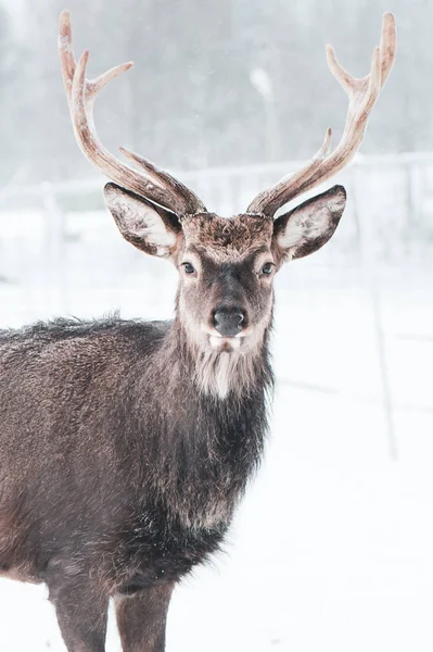 Sika deer ,  Cervus nippon, spotted deer  Macro portrait,   in t — Stock Photo, Image