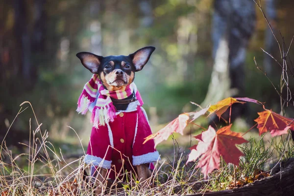 Dog, a toy terrier, a stylishly dressed little dog in a sweater