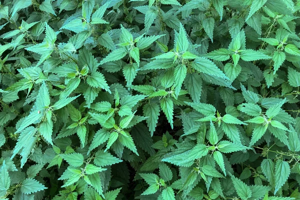Nettle leaves as background. Green texture of nettle. — Stock Photo, Image