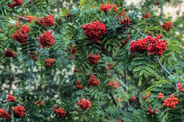 Cinza de montanha vermelha madura numa árvore em crescimento — Fotografia de Stock