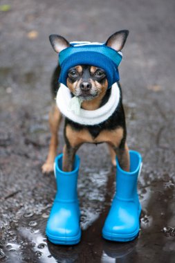 Creative photo of a dog in a hat and rubber boots. Rainy weather clipart