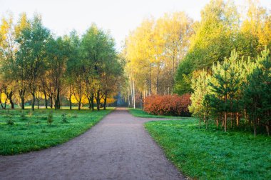 Ormanda altın sonbahar, park. Geniş yol içine uzanan