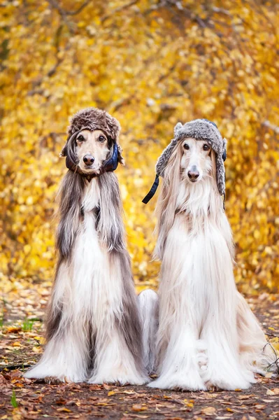 Dwa Stylowe Afghan Hounds Psy Futro Kapelusze Tle Jesień Las — Zdjęcie stockowe