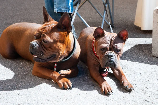 Cane di Chongqing, Cane di razza cinese alla mostra canina, Foto di due rosso d — Foto Stock