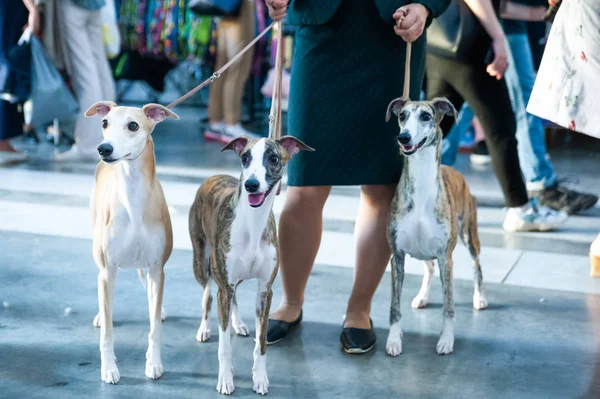 Owner keeps on leashes three whippets on dog show