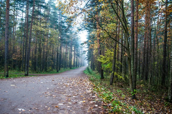 The road into the distance in the autumn park — Stock Photo, Image