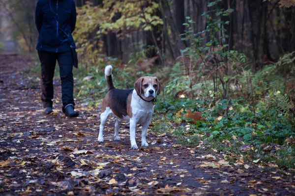 Beagle cane passeggiate con l'amante nella foresta autunnale — Foto Stock
