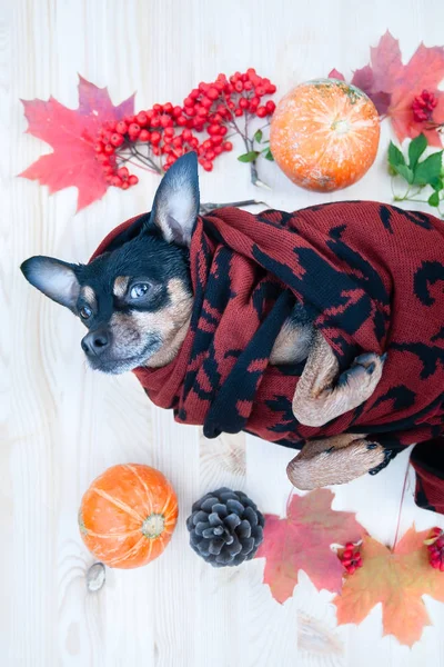 Cute dog in a scarf surrounded by autumn attributes, the theme o — Stock Photo, Image