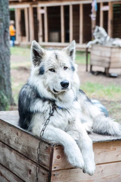 Schattig hondenras Husky portret kijkend naar de camera — Stockfoto