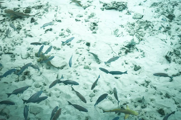 Fish swim in the ocean. Maldives — Stock Photo, Image