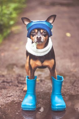 Çok sevimli köpek yavrusu, şapka lı bir köpek ve lastik çizmeler duruyor 