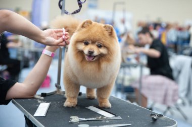 Pomeranian Spitz köpek şovunda, masada hazırlanıyor.