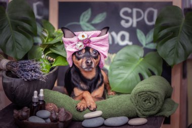 Cute pet relaxing in spa wellness. Dog in a turban of a towel clipart