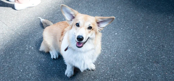 Neşeli galce corgi kameraya bakar — Stok fotoğraf