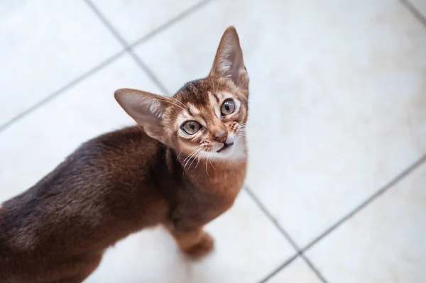 Beautiful  Abyssinian  kitten  Looks up, wants to play or eat, s