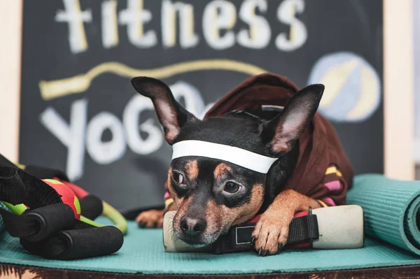 Cão cansado após o treino. Pet Fitness, esporte e estilo de vida con — Fotografia de Stock