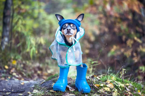 Puppy, a dog in a hat and rubber boots is standing on the backgr — Stock Photo, Image