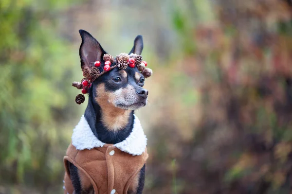 可爱的狗，披着羊皮外套，戴着圆锥和浆果的花环, — 图库照片