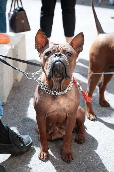 Chien Chongqing, Chien de race chinoise au salon canin — Photo