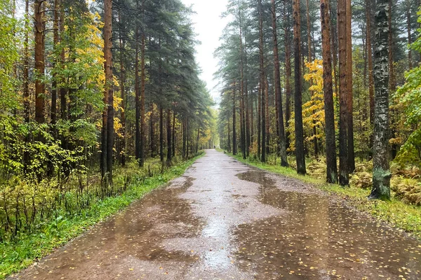 The rain in the forest, the wet road leading away