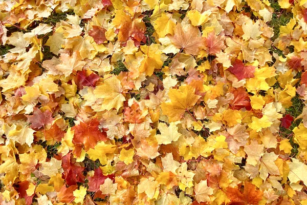 Autumn maple leaf texture, autumn pattern