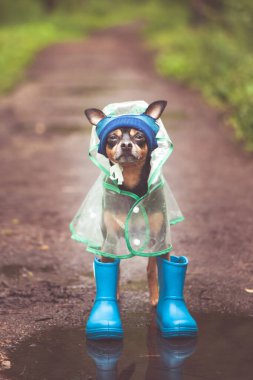 Sonbahar ve yağmur kavramı. Şapkalı, lastik çizmeli ve yağmurluklu komik bir köpek orman yolunda bir su birikintisinde duruyor, portre oryantasyonu