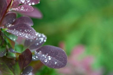 Güzel doğal arkaplan, yaprakların üzerine çiy damlaları, metin için boşluk, mor ve yeşil tonlar, yaz