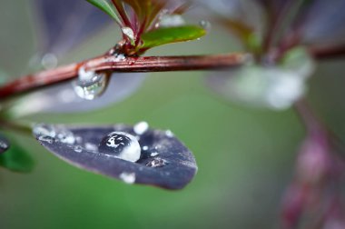 Güzel doğal arka plan, yapraklara çiy damlaları, mor ve yeşil tonlar, yaz.