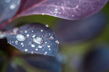 Güzel doğal arkaplan, yaprakların üzerine çiy damlaları, metin için boşluk, mor ve yeşil tonlar, yaz 