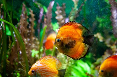 Disk balığı. Çok renkli güzel balıklar akvaryumda yüzerler, turuncu ve yeşil tonlarda..