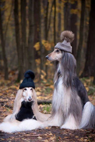 Dogs Two Funny Very Cute Afghan Hounds Hats Scarves Background — Stock Photo, Image