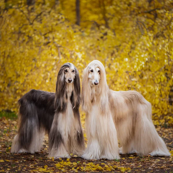 Dwa Psy Piękne Afgańskie Psy Pełnowymiarowy Portret Tle Jesiennego Lasu — Zdjęcie stockowe