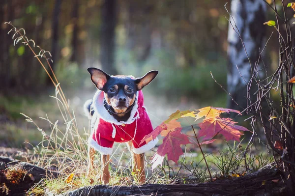 Dog, a toy terrier, a stylishly dressed little dog in a sweater and a sheepskin coat, against the backdrop of late autumn. Clothes for dogs.