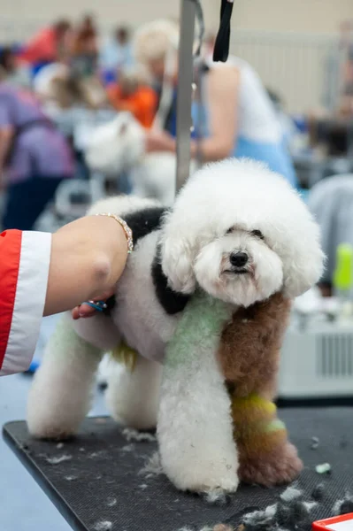 Poedel Dog Show Verzorgen Tafel — Stockfoto