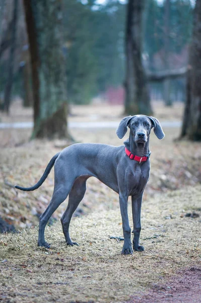 Doğadaki Güzel Mavi Weimaraner Cinsi Köpek Portresi Kameraya Bakıyor — Stok fotoğraf