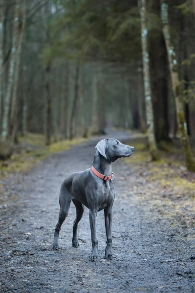 Ritratto Bellissimo Cane Razza Weimaraner Blu Figura Intera Natura Guardando — Foto Stock