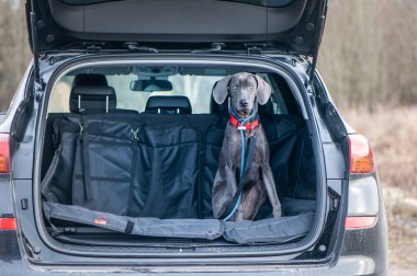 Mavi Weimaraner arabada. Hayvanlarla seyahat kavramı, köpeklerin taşınması.