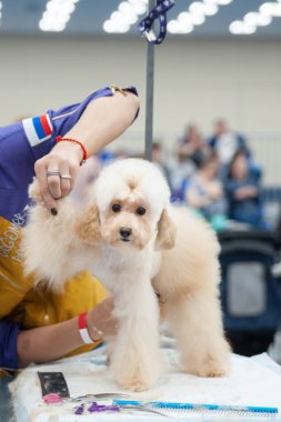 Köpek gösterisinde kaniş, masada tımar.