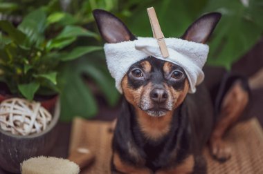 Köpek spa 'sı, spa' da rahatlayan sevimli bir hayvan, komik bir bakım, yıkanma ve hayvanlarla ilgilenme konsepti. 