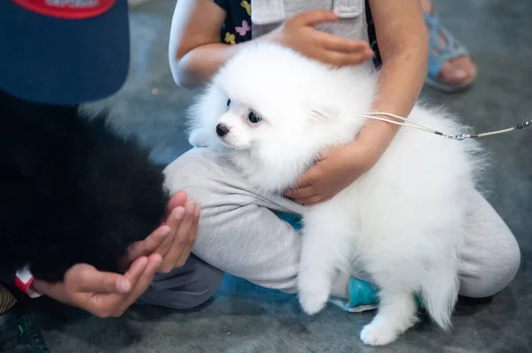 Leuke Puppy Witte Spitz Speelt Met Kinderen Een Hondenshow Ziet — Stockfoto