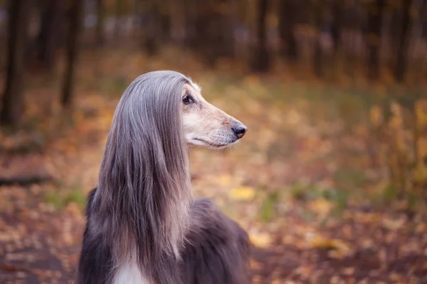 Dog, gorgeous Afghan hound  against the background of the autumn forest, space for text , toned red