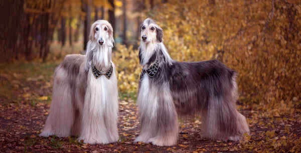 Two magnificent Afghan hounds, similar to medieval lords, with hairstyles and collar