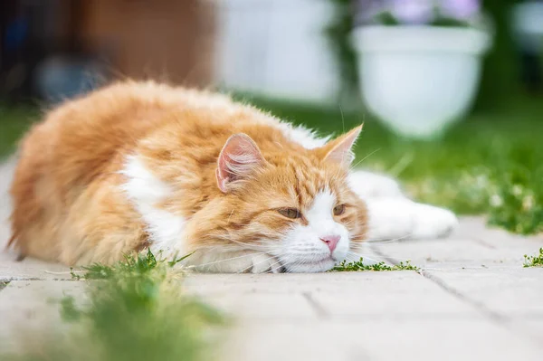 Большая Рыжая Кошка Лежит Дорожке Презирает Время Лета Отдыха — стоковое фото