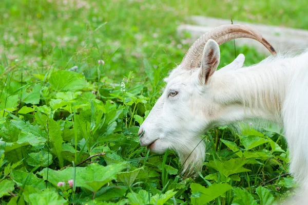 Kozy Jedí Trávu Farmě Letního Slunečného Dne — Stock fotografie