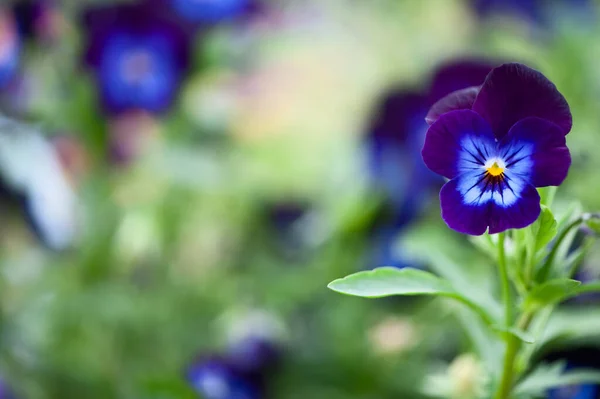 Flores Azuis Pansies Macro Flores Decorativas Primavera Verão Flores Espaço — Fotografia de Stock