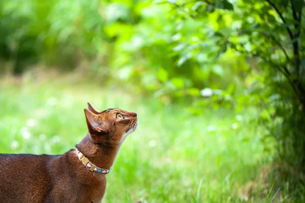 Gato abisinio en cuello, caminando en jugosa hierba verde, mira hacia arriba. Mascotas caminando en verano, espacio para el texto —  Fotos de Stock