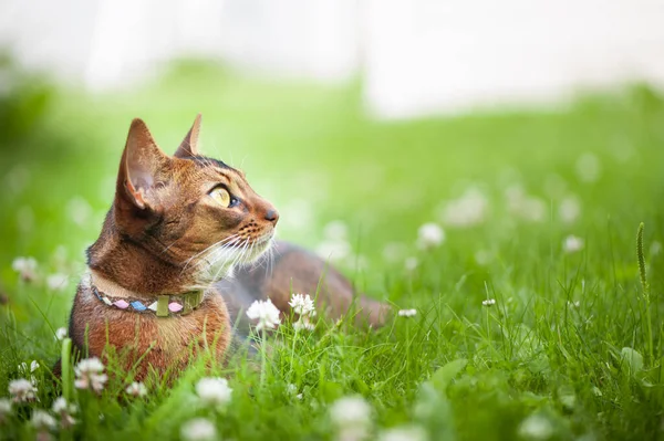 Gato abisinio en cuello, acostado en jugosa hierba verde. Foto de stock de publicidad de alta calidad. Mascotas caminando en verano, espacio para el texto —  Fotos de Stock